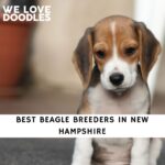 Beagle Breeders in New Hampshire