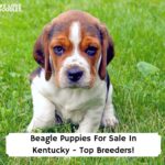 Beagle-Puppies-For-Sale-In-Kentucky-Top-Breeders-template