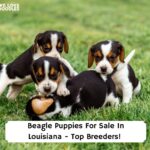 Beagle-Puppies-For-Sale-In-Louisiana-Top-Breeders-template