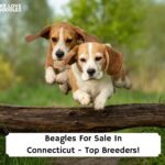 Beagles-For-Sale-In-Connecticut-Top-Breeders-template