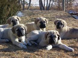 are kurdish kangal dogs illegal in the us