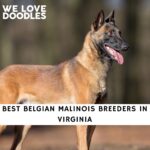 Belgian Malinois Breeders in Virginia
