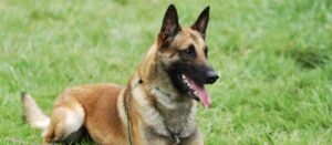 Belgian Malinois for Sale in Washington - Top 4 Breeders! (2022) -BelgianMalBWashington