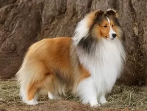 Bella Rose Shelties