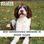 Bernedoodle Breeders in Rhode Island