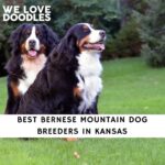 Bernese Mountain Dog Breeders in Kansas