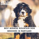 Bernese Mountain Dog Breeders in Maryland