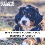 Bernese Mountain Dog Breeders in Oregon