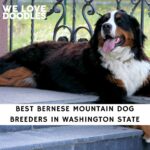 Bernese Mountain Dog Breeders in Washington State