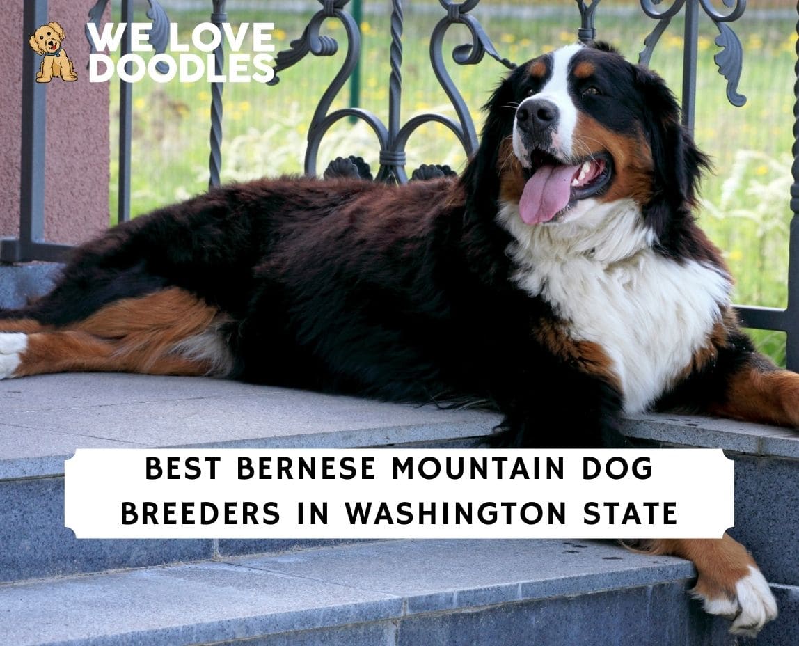 6 Best Bernese Mountain Dog Breeders in Washington State! (2023) - We