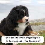 Bernese-Mountain-Dog-Puppies-In-Connecticut-Top-Breeders-template