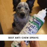 Best Anti-Chew Sprays