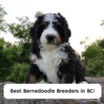 Best-Bernedoodle-Breeders-in-BC-template
