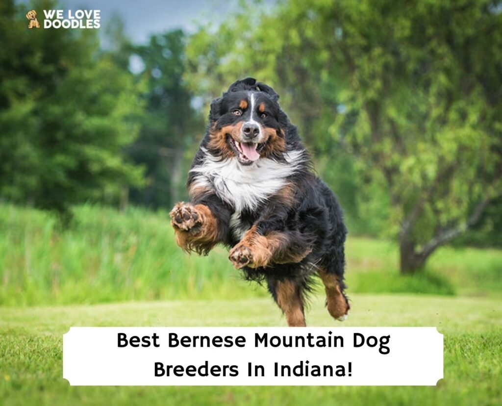 6 Best Bernese Mountain Dog Breeders in Indiana! (2023) - We Love Doodles