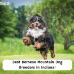 Best-Bernese-Mountain-Dog-Breeders-In-Indiana-template