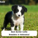 Best-Border-Collie-Breeders-In-Nebraska-template