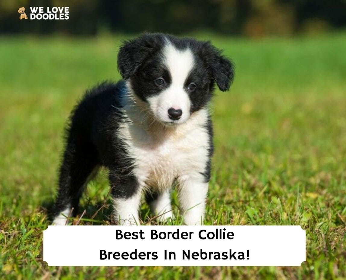 how do you tame a border collie