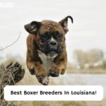 Best-Boxer-Breeders-In-Louisiana-template