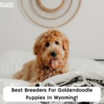 Best-Breeders-For-Goldendoodle-Puppies-In-Wyoming-template