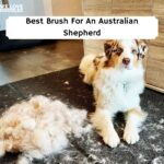Best Brush For Australian Shepherd