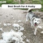Best Brush For Husky