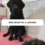 Best Brush for Labrador