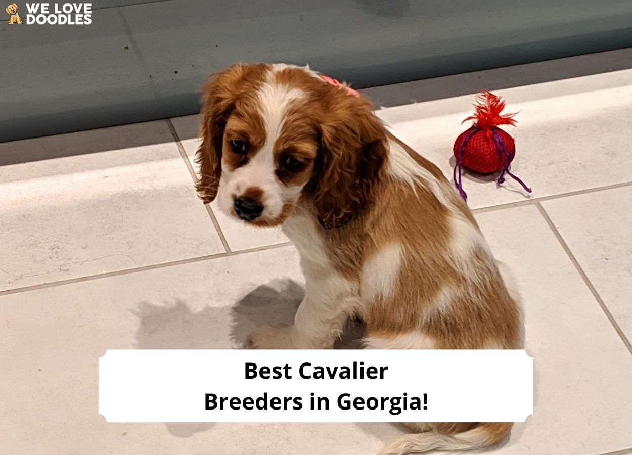 Best cavalier hot sale breeders