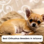 Best-Chihuahua-Breeders-In-Arizona-template