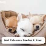 Best-Chihuahua-Breeders-In-Iowa-template
