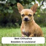 Best-Chihuahua-Breeders-In-Louisiana-template