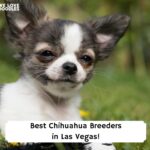 Best-Chihuahua-Breeders-in-Las-Vegas-template