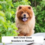 Best-Chow-Chow-Breeders-In-Missouri-template
