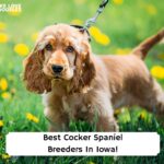 Best-Cocker-Spaniel-Breeders-In-Iowa-template