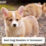 Best-Corgi-Breeders-In-Tennessee-template