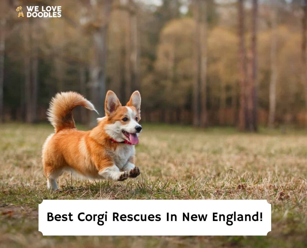 Best-Corgi-Rescues-In-New-England-template