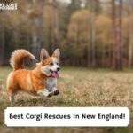Best-Corgi-Rescues-In-New-England-template