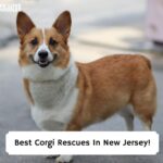 Best-Corgi-Rescues-In-New-Jersey-template