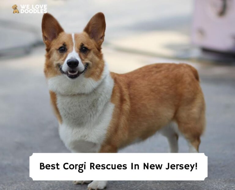 4 Best Rescues in New Jersey! (2024) We Love Doodles