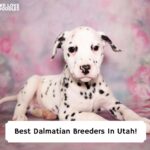 Best-Dalmatian-Breeders-In-Utah-template