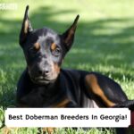 Best-Doberman-Breeders-In-Georgia-template