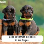 Best-Doberman-Breeders-in-Las-Vegas-template
