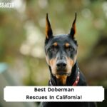 Best-Doberman-Rescues-In-California-template