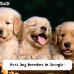 Best-Dog-Breeders-In-Georgia-template