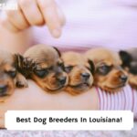 Best-Dog-Breeders-In-Louisiana-template