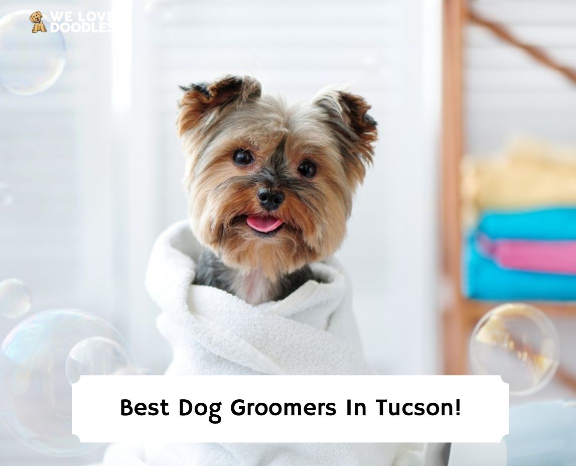 8 Best Dog Groomers in Tucson! (2024) We Love Doodles