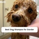 Best Dog Shampoo for Dander