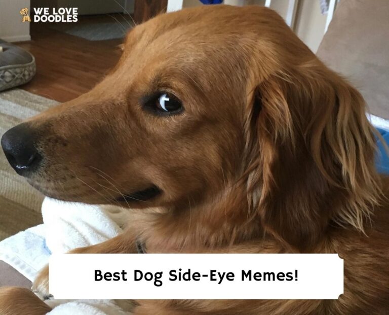 15 Best Dog Side-Eye Memes That Will Make You Laugh!