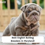 Best-English-Bulldog-Breeders-In-Maryland-template