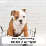 Best-English-Bulldog-Breeders-in-Las-Vegas-template