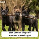 Best-German-Shepherd-Breeders-In-Mississippi-template